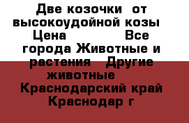 Две козочки  от высокоудойной козы › Цена ­ 20 000 - Все города Животные и растения » Другие животные   . Краснодарский край,Краснодар г.